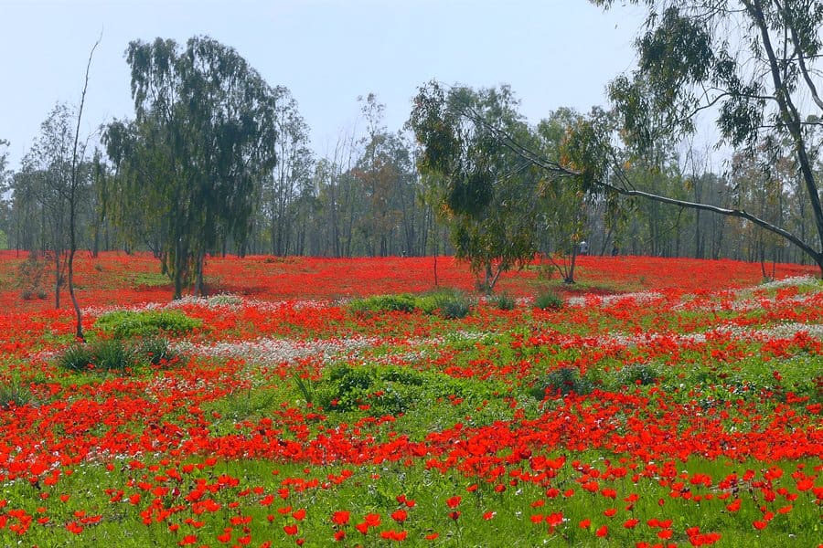 Red anemones blooming in the Gaza Envelope